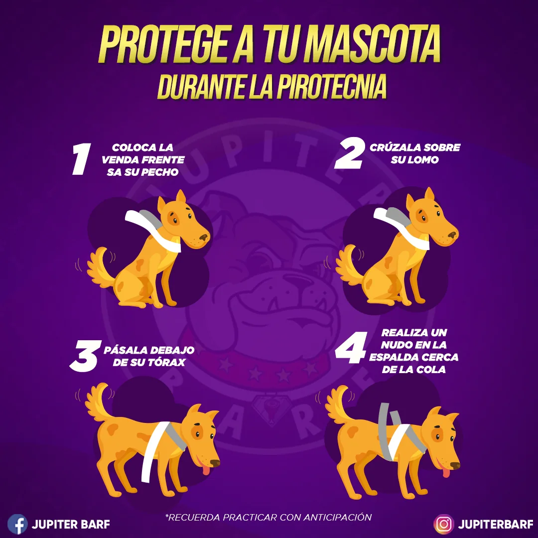 Contenido educativo de Año Nuevo sobre cuidado de mascotas