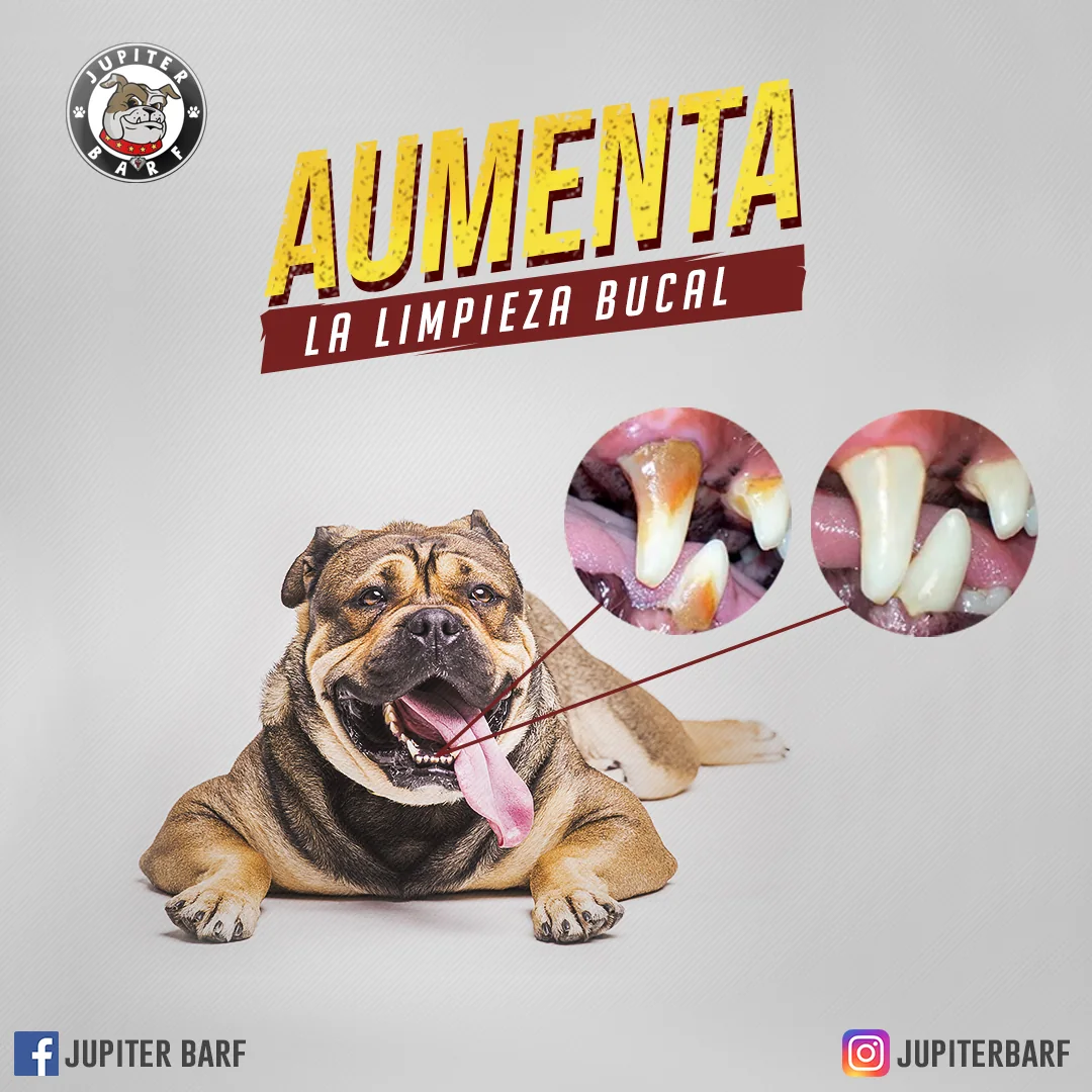Publicación educativa sobre limpieza bucal de mascotas