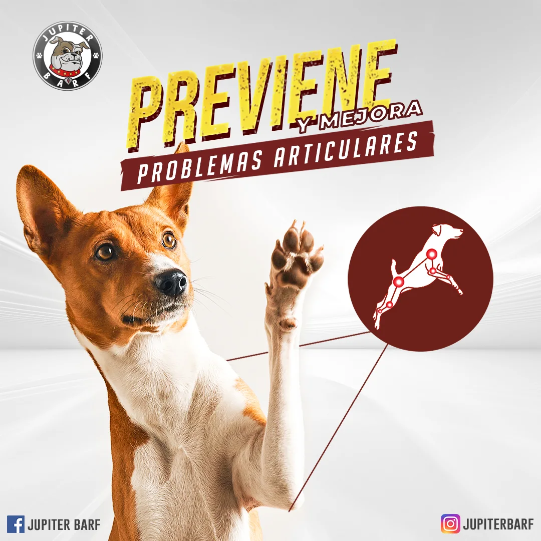 Publicación informativa sobre salud articular para mascotas